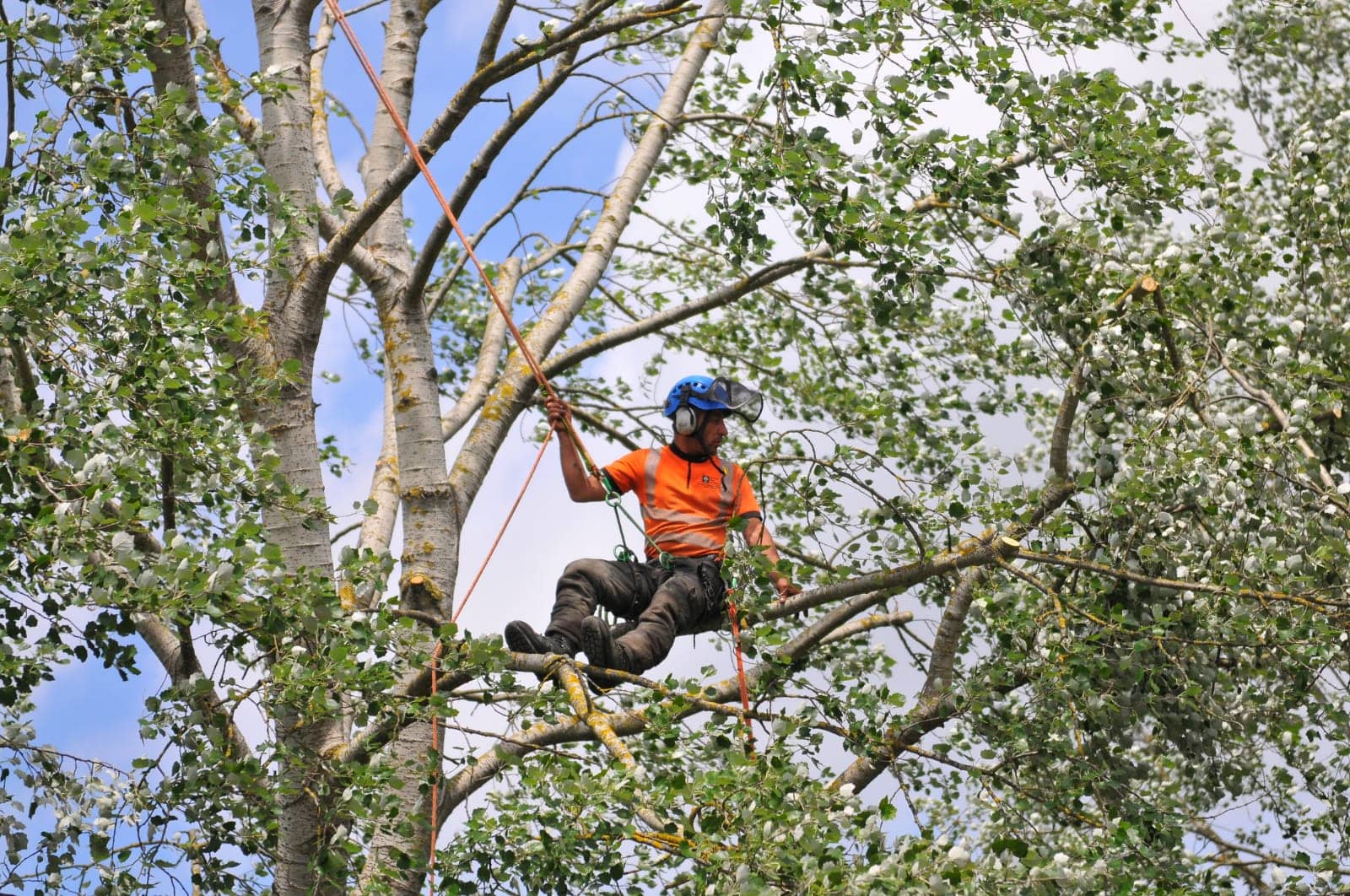 Tree surgery project